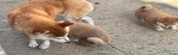 Japanese Shiba Inu dogs for sale: Health tested champion bloodline small size Shiba  - Advert 12