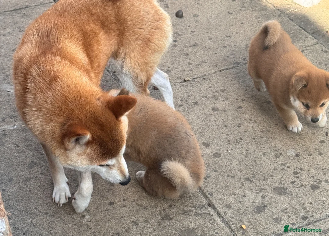 Japanese Shiba Inu dogs for sale: Health tested champion bloodline small size Shiba  - Advert 12