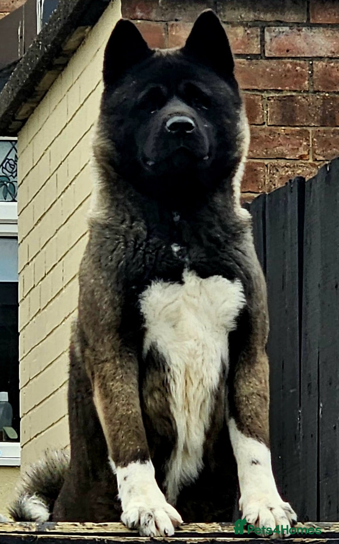 Akita dogs for sale: Akita pups - Advert 1