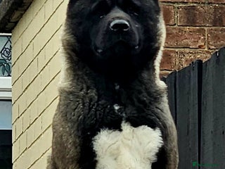 Akita dogs Akita pups - Advert 14