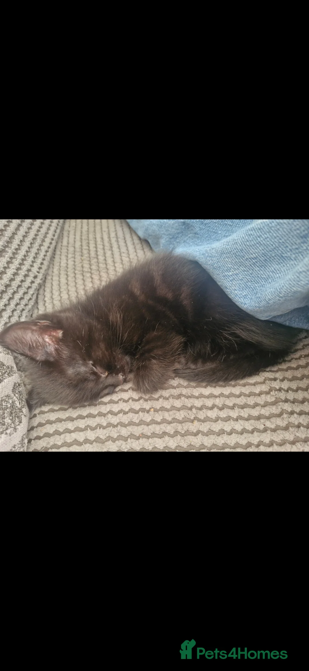 Mixed Breed cats for sale: Beautiful kitten (mixed Bengal) - Advert 6