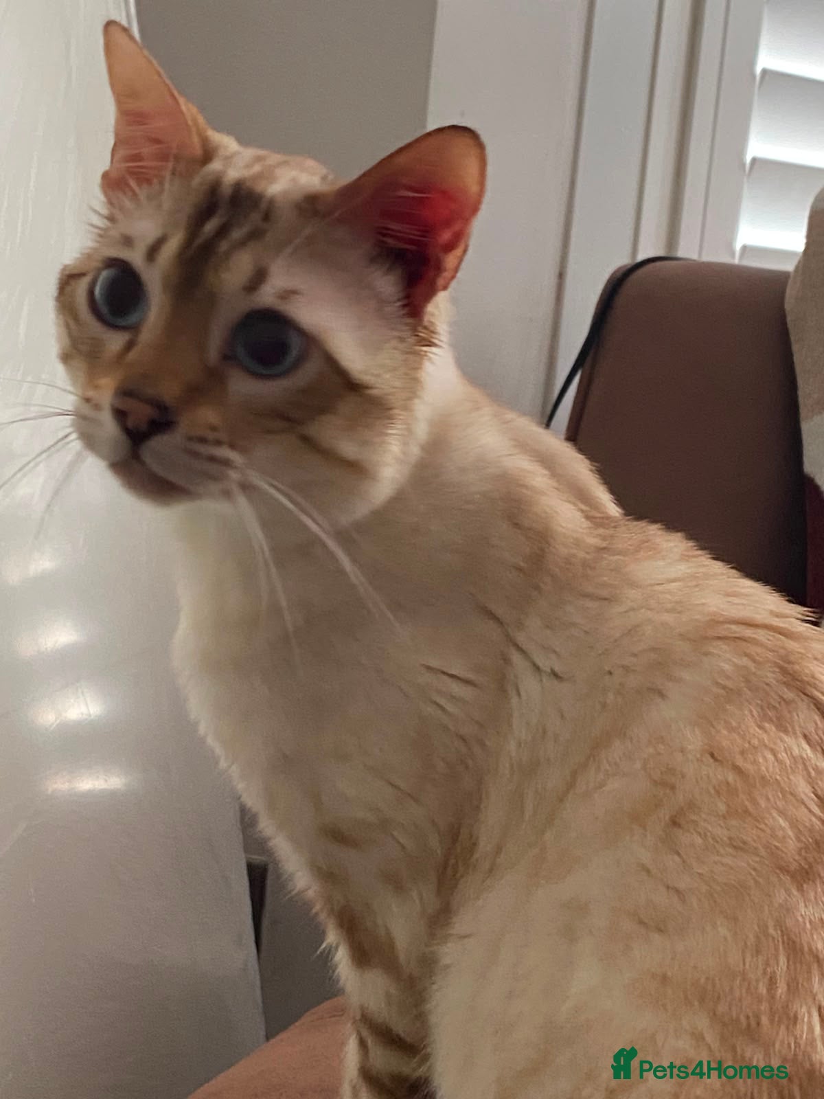 Bengal cats for stud: Male Bengal looking for some loving. in London - Advert 4