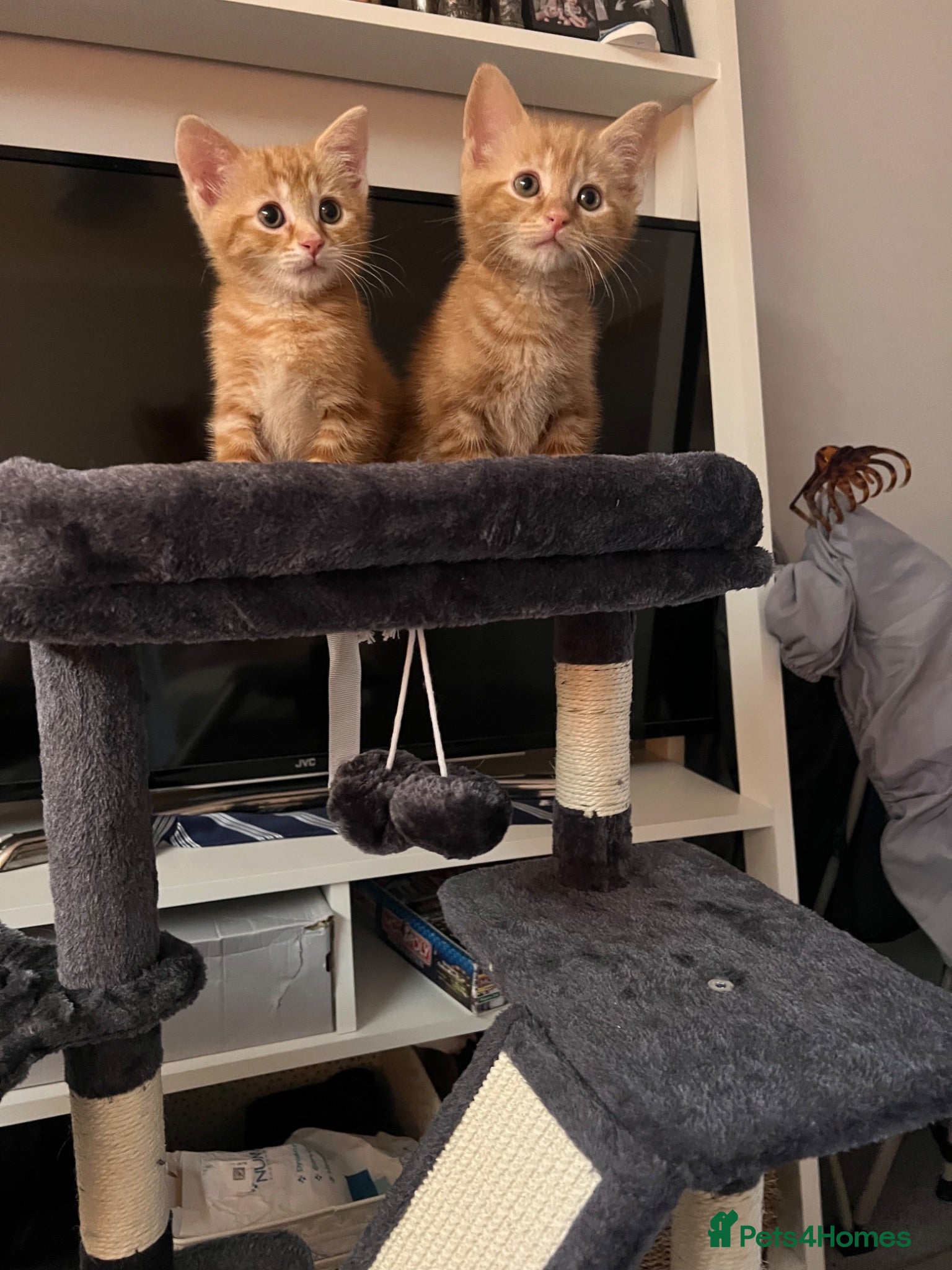 Mixed Breed cats Beautiful ginger kitten  - Advert 3
