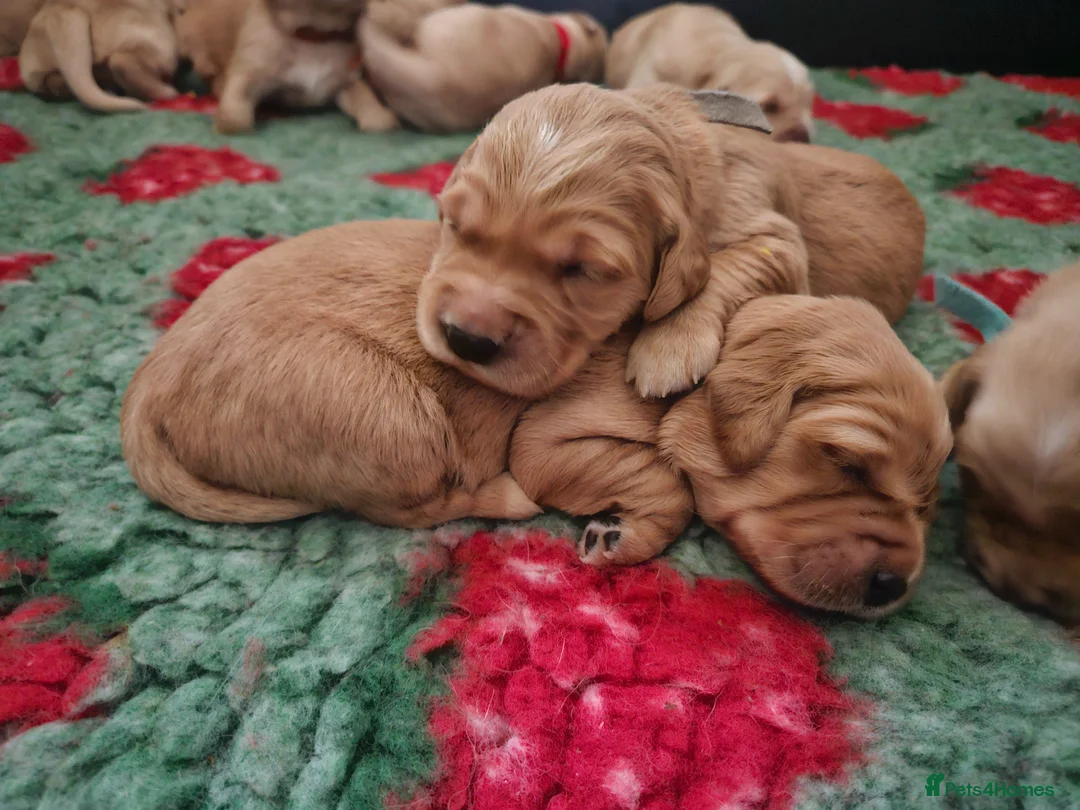 Golden Retriever dogs for sale: Kc fox red, golden & white golden-retriever puppys - Advert 1