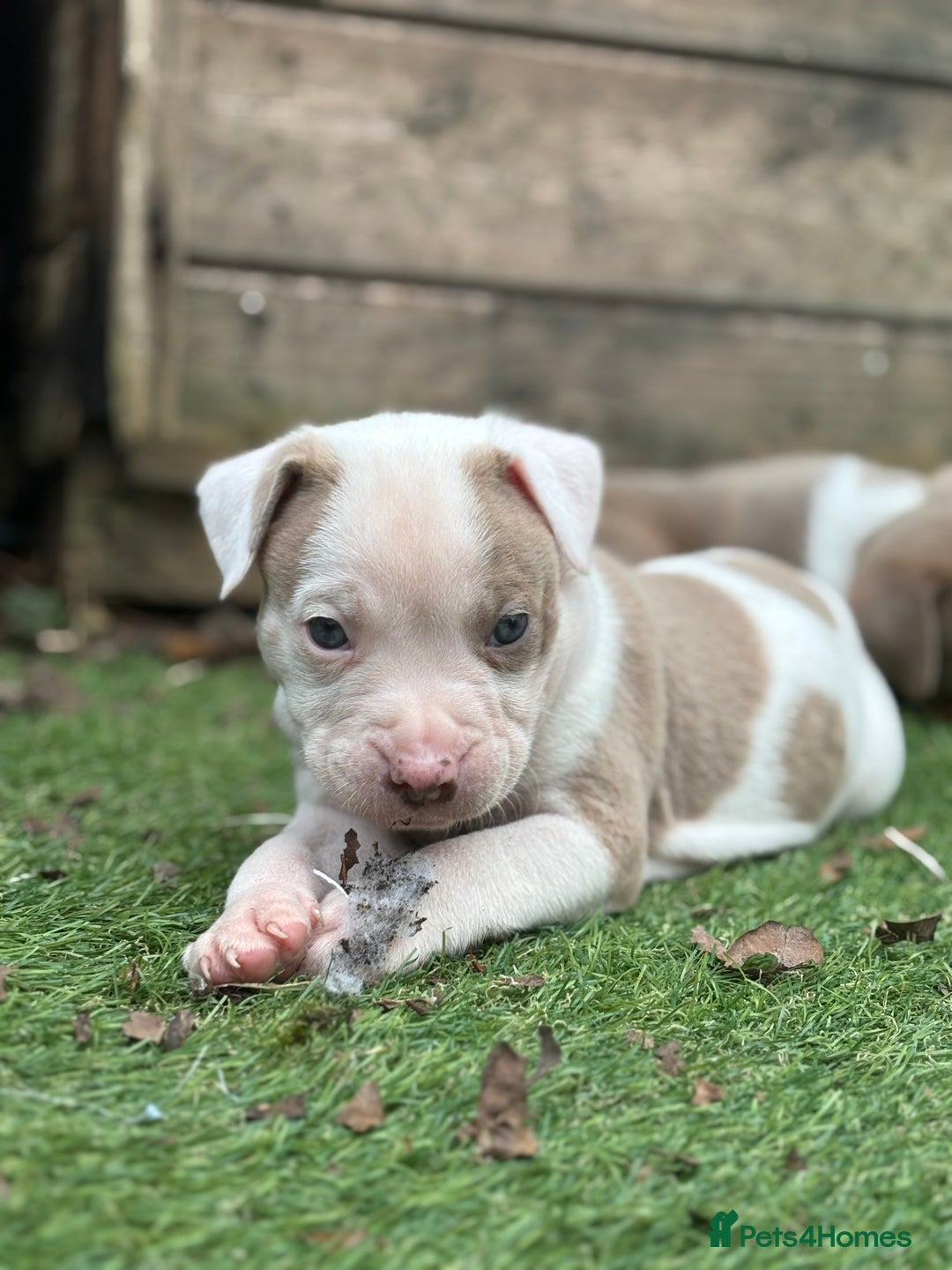 Staffordshire Bull Terrier dogs for sale: Ready now !! - Image 9