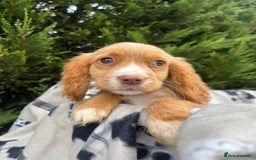 Cocker Spaniel dogs for sale: Five beautiful cocker spaniels - Image 9