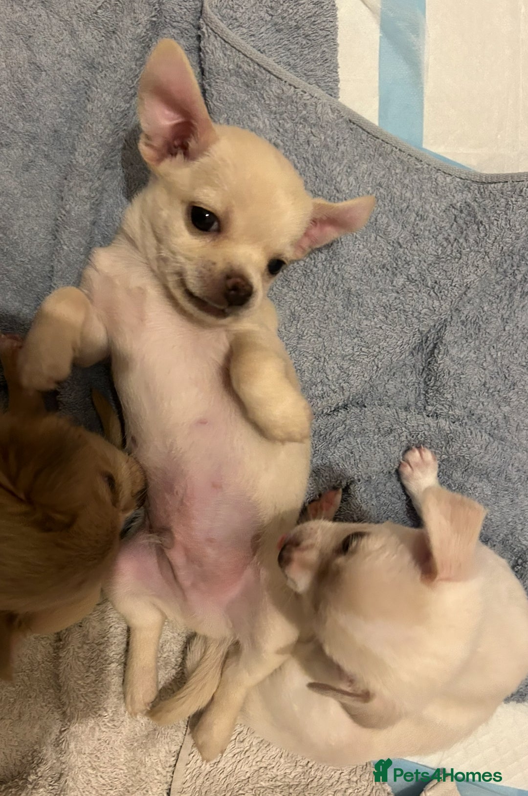 Chihuahua dogs for sale: Chilhuahua puppies  - Image 15
