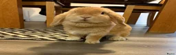 Mini Lop rabbits for sale: Mini Lop crossed Lion Lop Bunnies  - Advert 14
