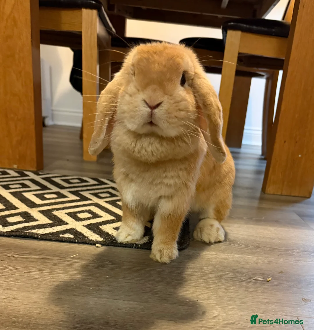 Mini Lop rabbits for sale: Mini Lop crossed Lion Lop Bunnies  - Advert 14