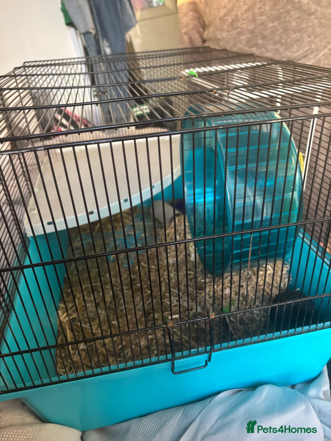 Guinea Pig rodents for sale: hamster  - Advert 5