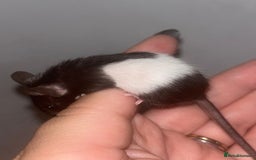 Mouse rodents for sale: Fancy mice 3 boys available  - Image 7