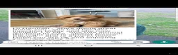 Maltipoo dogs for sale: Apricot Toy Maltipoos from KC health tested champ  - Advert 30