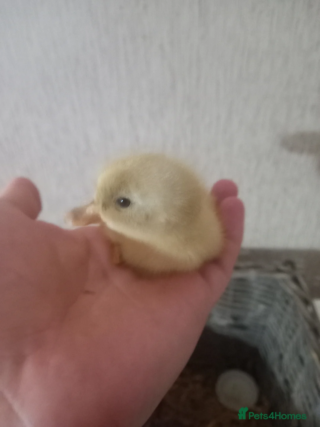 Ducks poultry for sale: Ducklings for sale - Advert 1