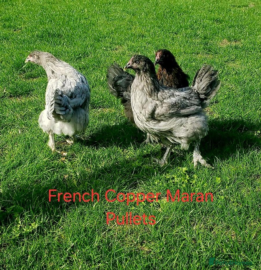 Chickens poultry Pure breed POL pullets and peafowl  - Advert 2
