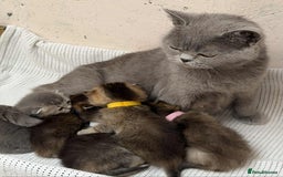 British Shorthair cats for sale: Lovely British Shorthair Golden TiCA - Image 16