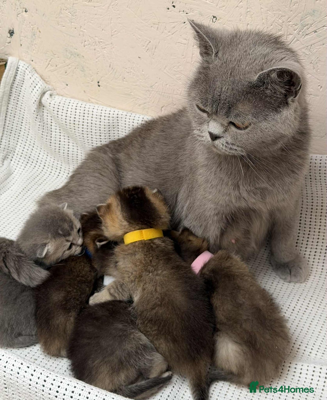 British Shorthair cats for sale: Lovely British Shorthair Golden TiCA - Image 16
