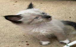 Mixed Breed cats for sale: Ragdoll x maincoon kittens available now - Image 12