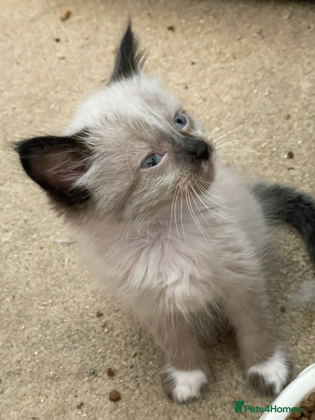 Mixed Breed cats for sale: Ragdoll x maincoon kittens available now - Image 12