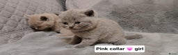 British Shorthair cats for sale: BRITISH SHORTHAIR BLUE and LILAC are AVAILABLE  - Advert 4