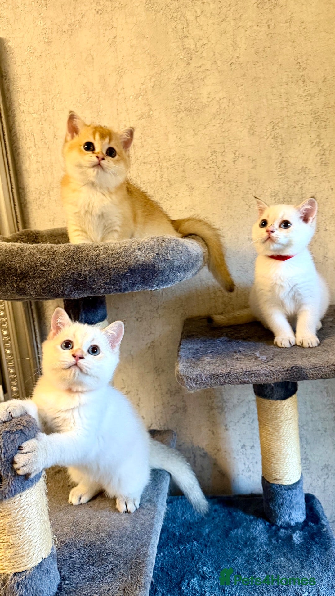 British Shorthair cats 🐾 Adorable Kittens Looking for a Loving Family 🐾 - Advert 1
