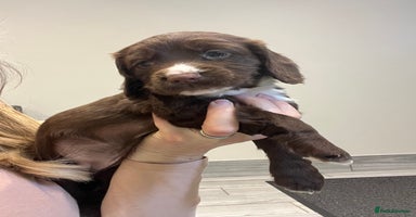 Sprocker dogs - Advert 12