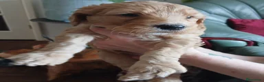 Goldendoodle Puppy 8