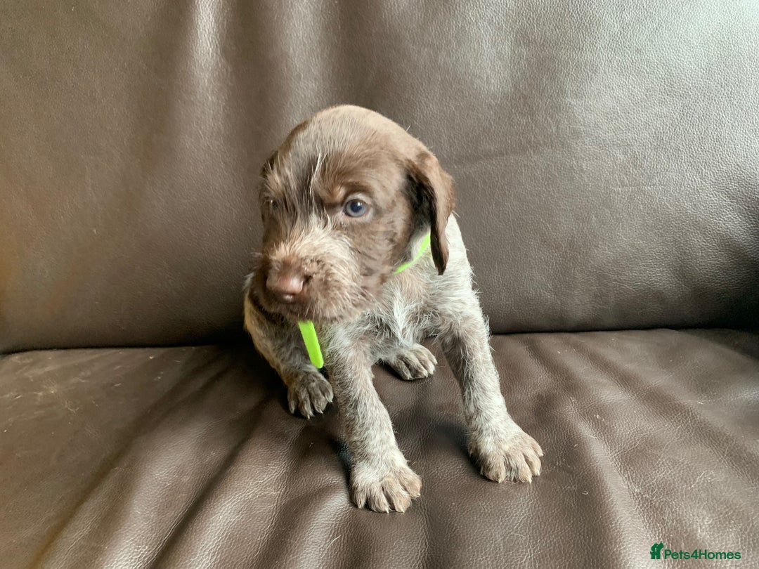 German Wirehaired Pointer dogs for sale: Pedigree GWP pups from strong working lines - Image 10
