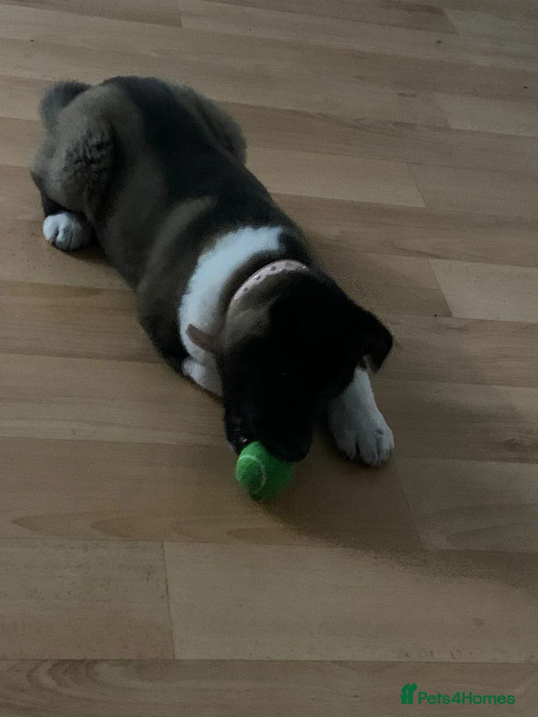 Akita dogs for sale: Lola  - Advert 5