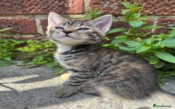 Domestic Shorthair cats for sale: Gorgeous litter of kittens  - Image 2