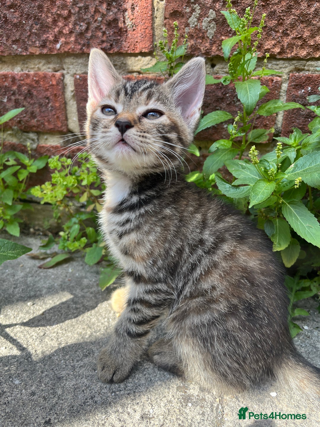 Domestic Shorthair cats for sale: Gorgeous litter of kittens  - Image 2