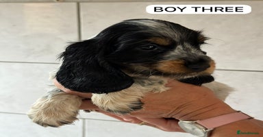 Cocker Spaniel dogs - Advert 7
