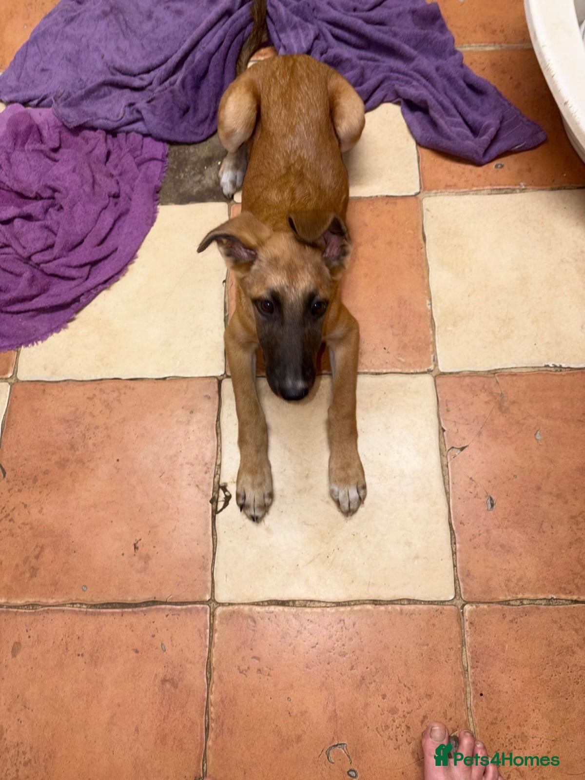 Mixed Breed dogs Saluki x German shepherd lurcher puppy  - Advert 1