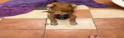 Mixed Breed dogs for sale: Saluki x German shepherd lurcher puppy  - Advert 1