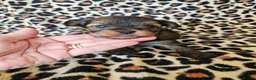 Yorkshire Terrier dogs for sale: DNA tested parents Biewer and Ocean Pearl puppies - Advert 33