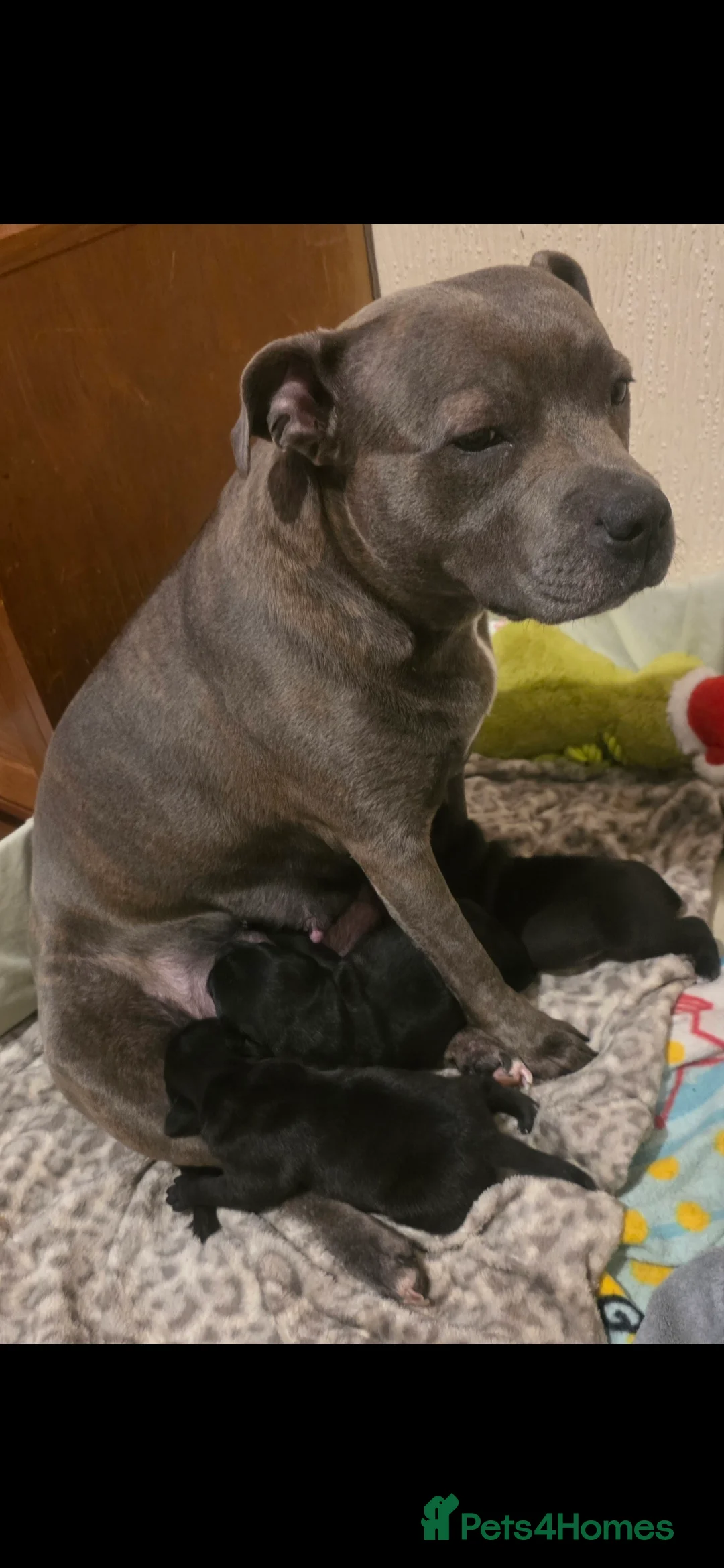 Staffordshire Bull Terrier dogs for sale: Stunning KC staffordshire bull terrier puppies  - Advert 2