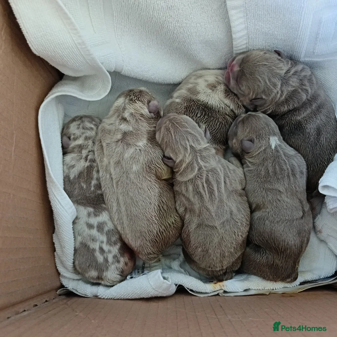 English Bulldog dogs for sale: 5 Generation 5 week old  chunky British  bulldogs  - Advert 2