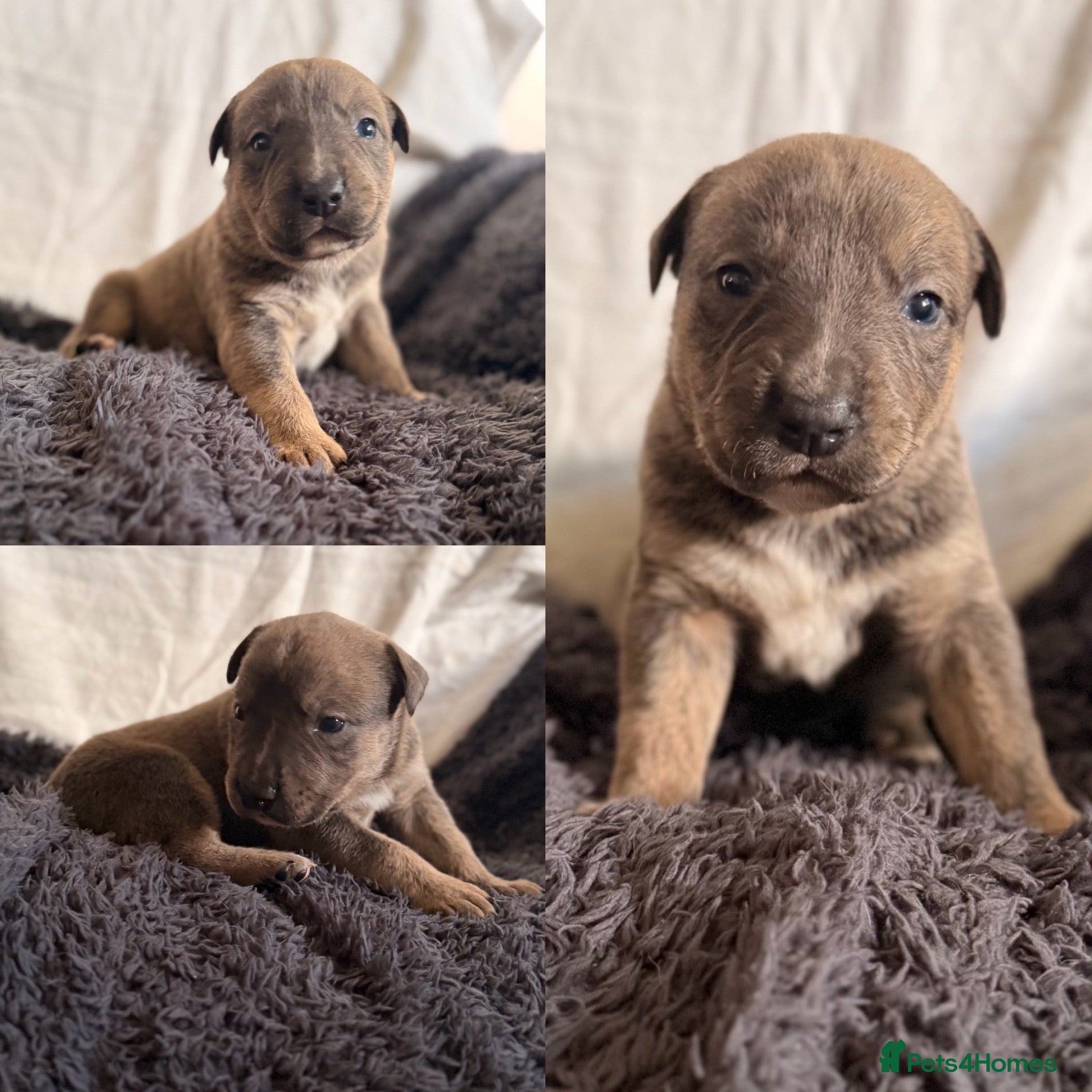 Mixed Breed dogs for sale: Gorgeous Blue & Brindle Mixed Breed Puppies 🫐💗 - Advert 20