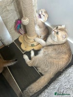 Scottish Fold cats - Advert 2