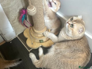 Scottish Fold cats - Advert 4