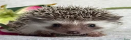 Pygmy Hedgehog rodents for sale: African Pygmy Hedgehog Ethically Bred Girl  - Advert 15