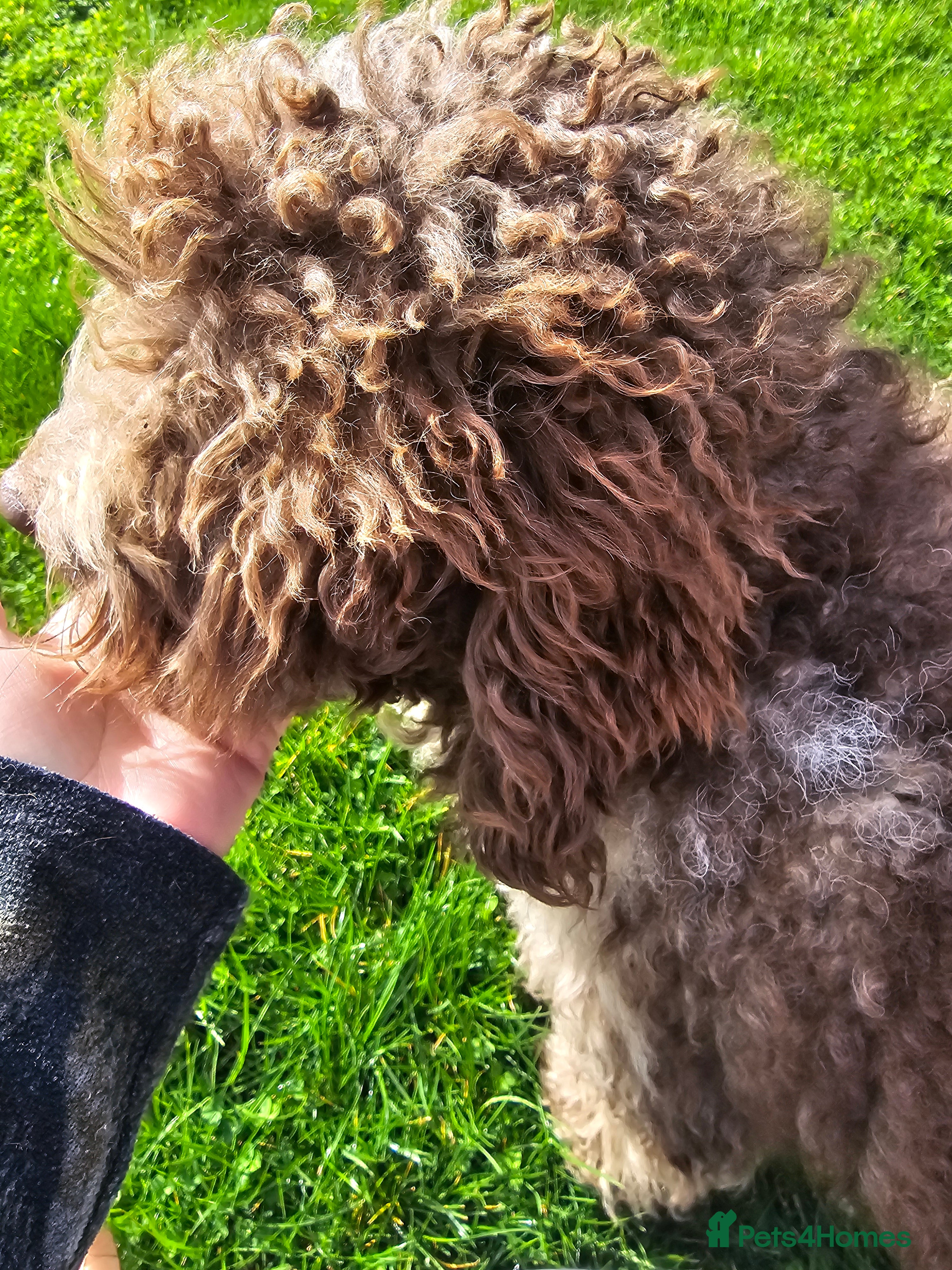 Toby