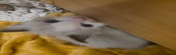 Ragdoll cats for sale: 🩵 6 Beautiful pure ragdolls 🩷 - Advert 35