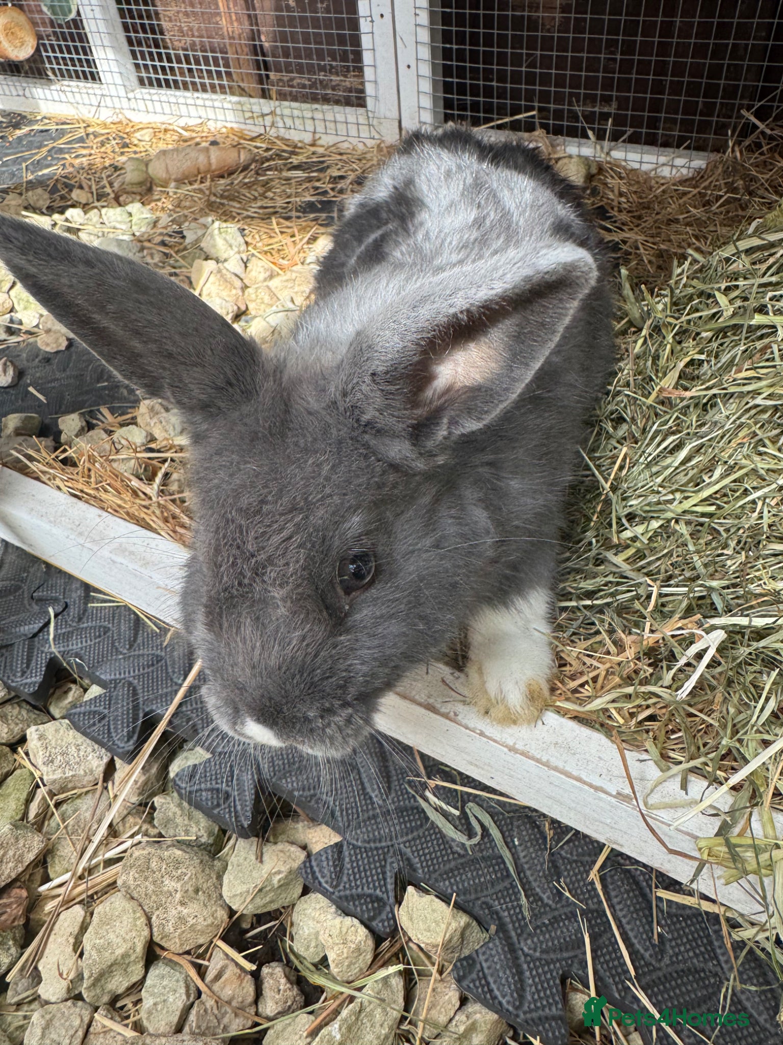 Mixed Breed rabbits for sale: Rabbit  - Advert 5