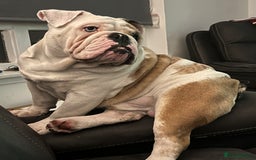 English Bulldog dogs for stud: British Bulldog Stud - First time available.  - Image 11