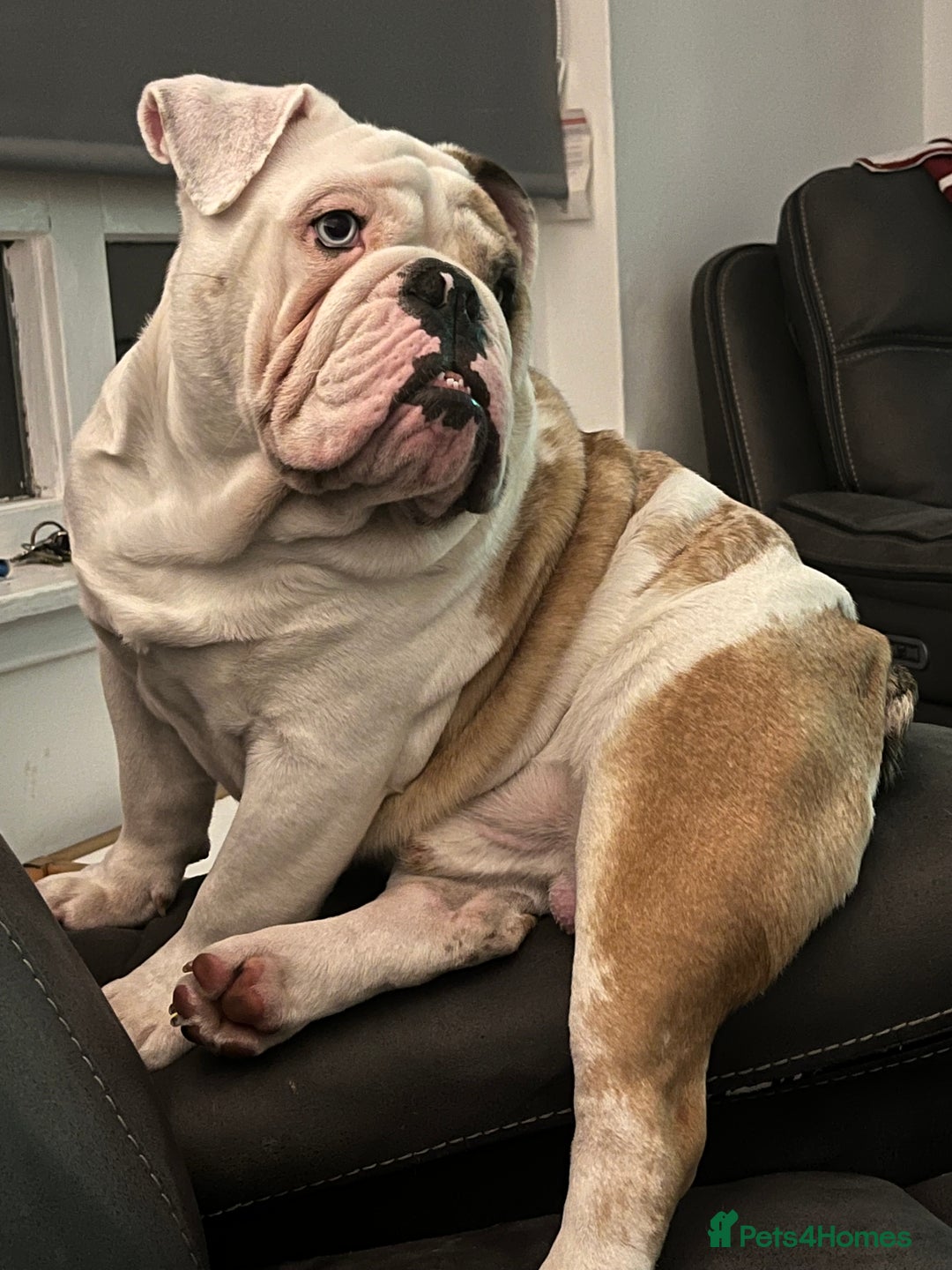 English Bulldog dogs for stud: British Bulldog Stud - First time available.  - Image 11