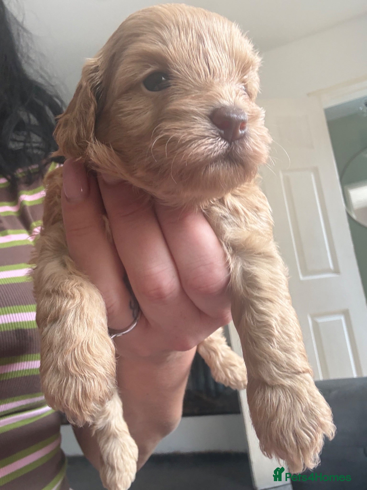 Shihpoo dogs Adorable F1B Shihpoo puppies ready 9/8/26 🧸🤎🐾 - Advert 2