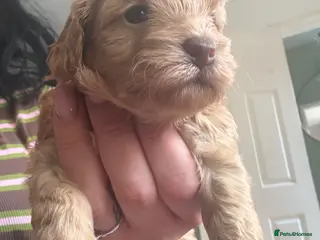 Shihpoo dogs Adorable F1B Shihpoo puppies ready 9/8/26 🧸🤎🐾 - Advert 2