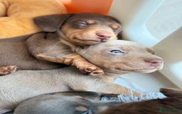 Miniature Dachshund dogs for sale: Kc reg Miniature Dachshund Puppies 🐶 💕 - Image 9
