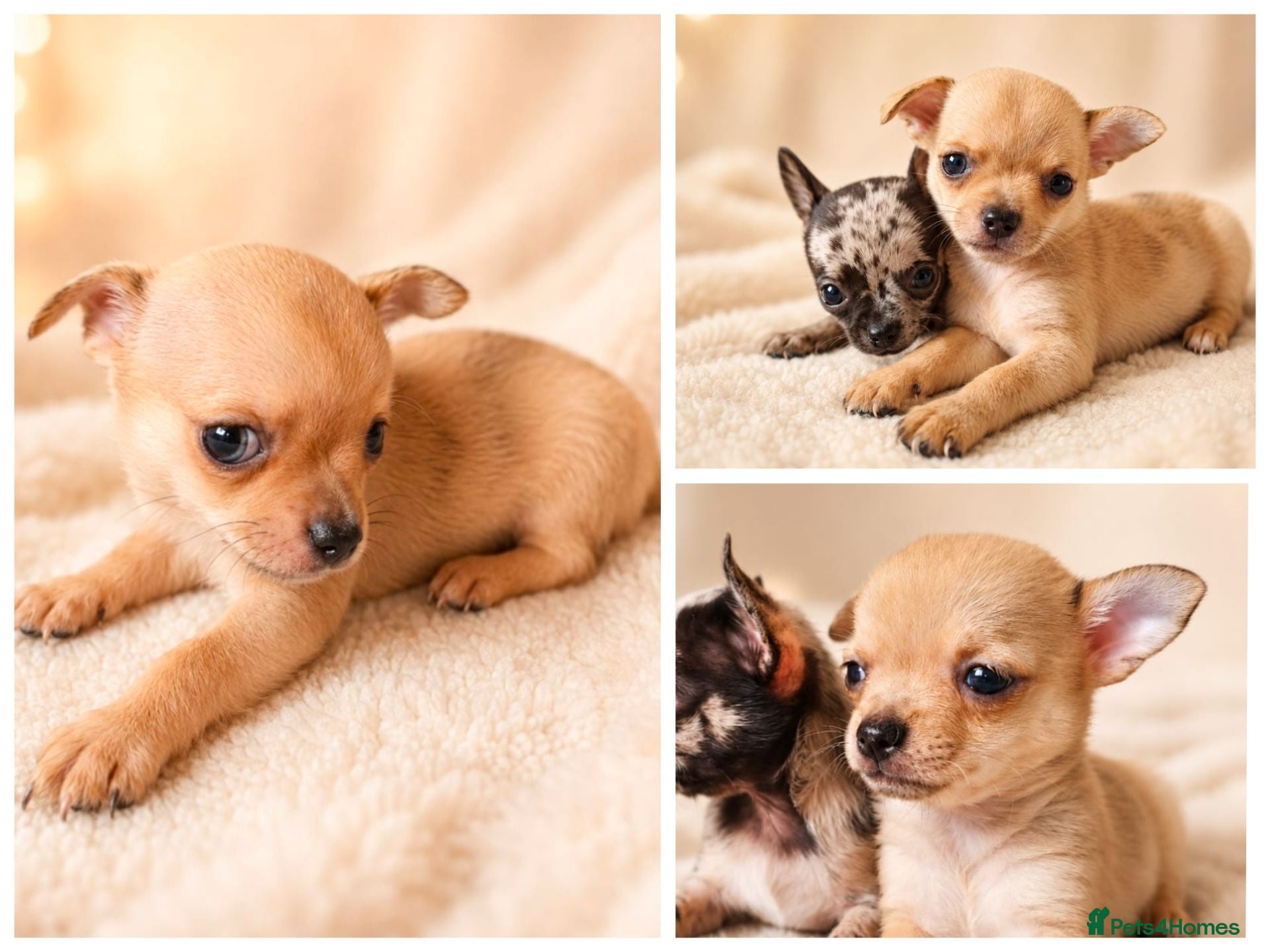 Chihuahua dogs Chihuahuas *Stunning Litter* LAST ONE Tiny - Advert 11