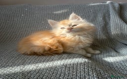 Maine Coon cats for sale: 5 tica registered mainecoon kittens  - Image 10